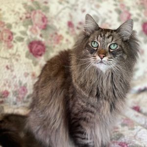 Meet your Posher, Cora